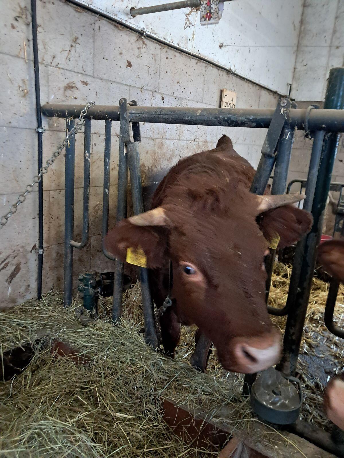 Verkaufe Tuxerkalbin! 1