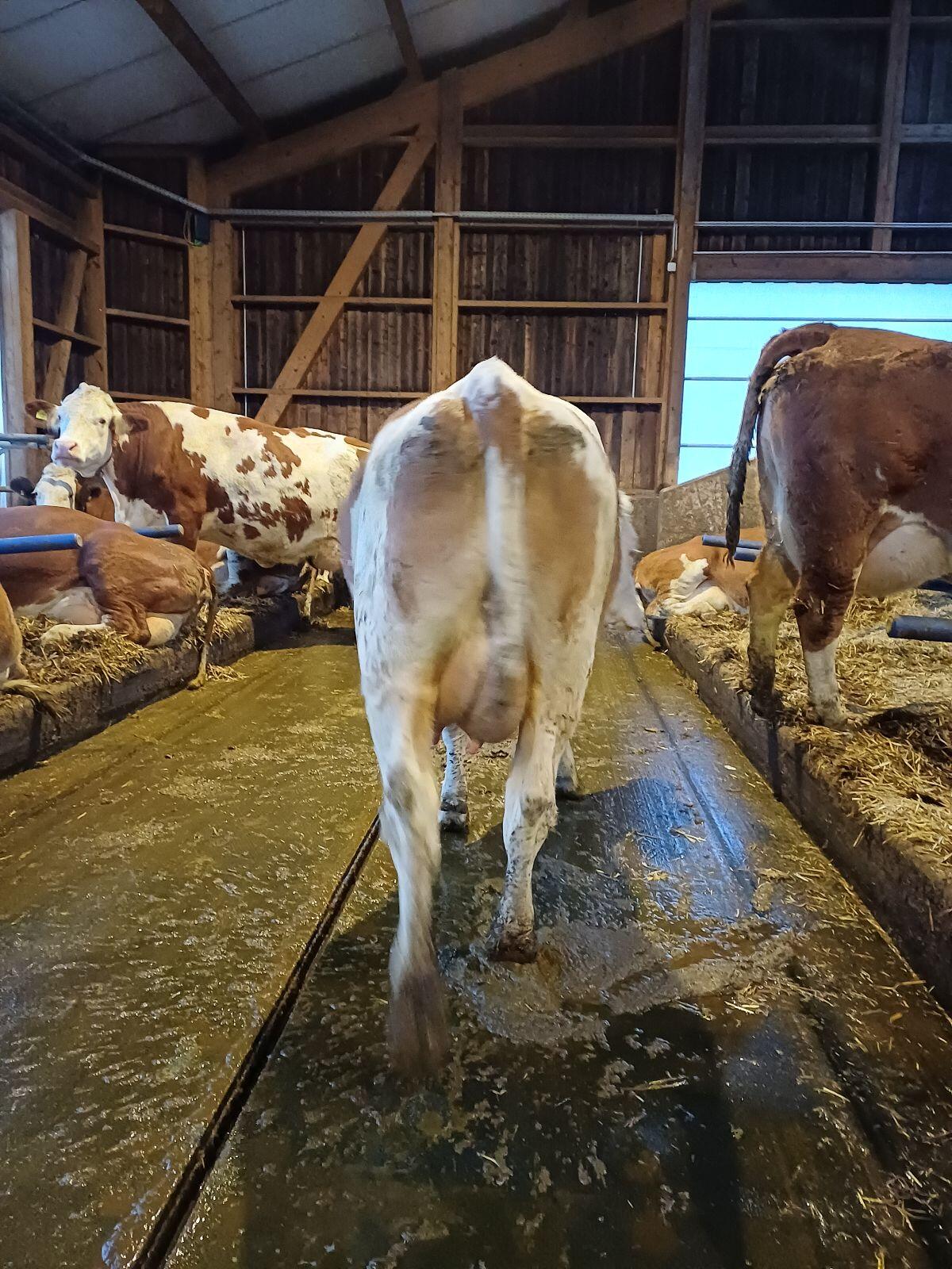 Erstlingskuh zu verkaufen - Olena 2