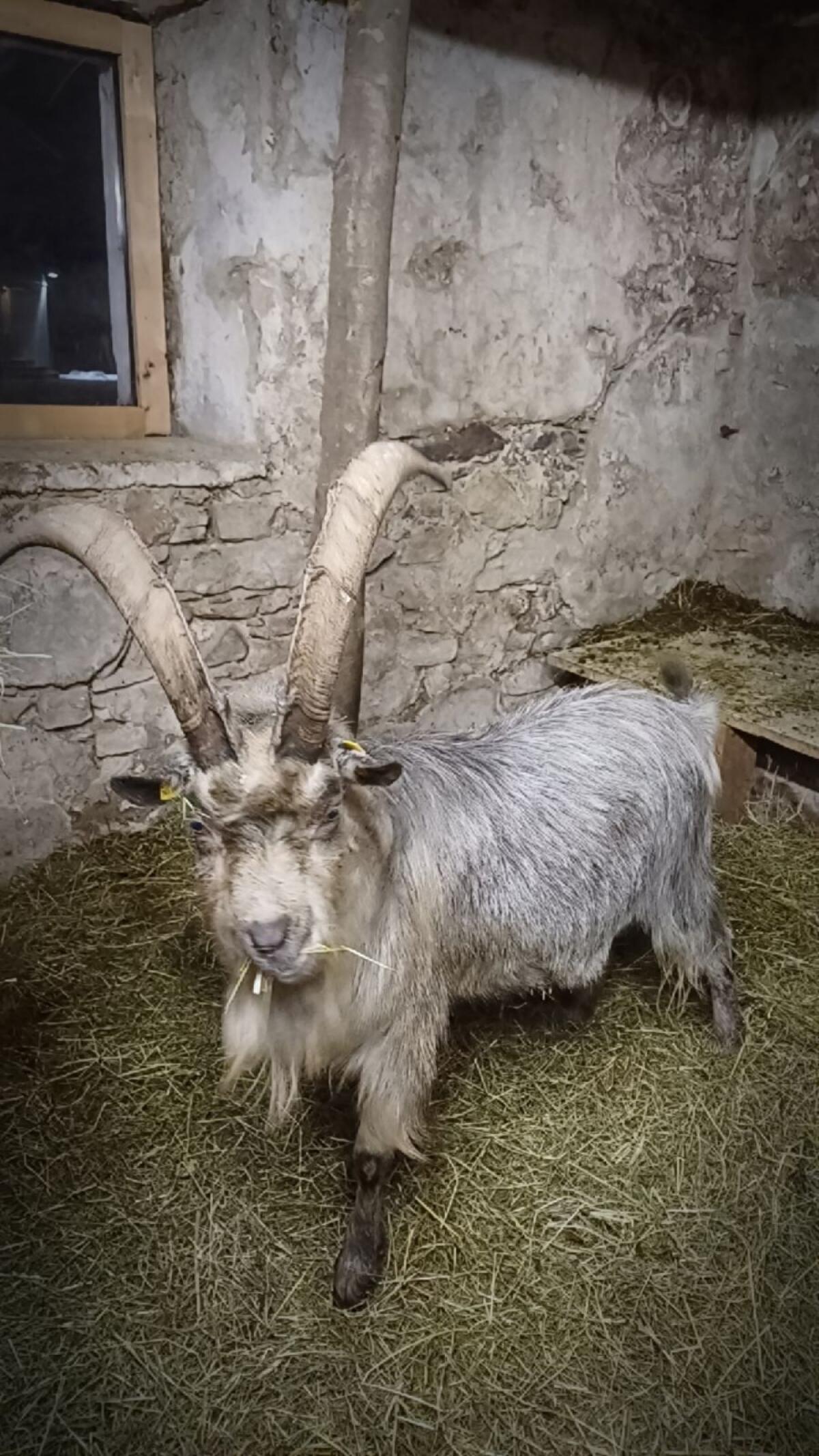 Blobebock zu verkaufen 1