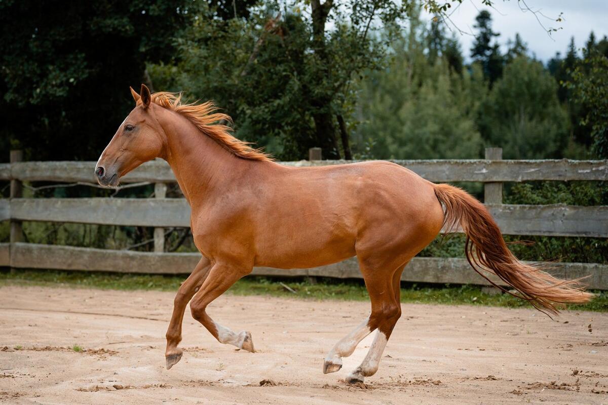 Wunderschöne bayr. Warmblutstute 3