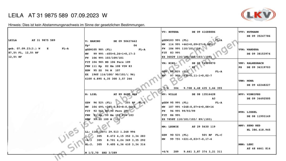 Hochträchtige Fleckviehzuchtkalbin (s.k. 9.1.26) zu verkaufen 3