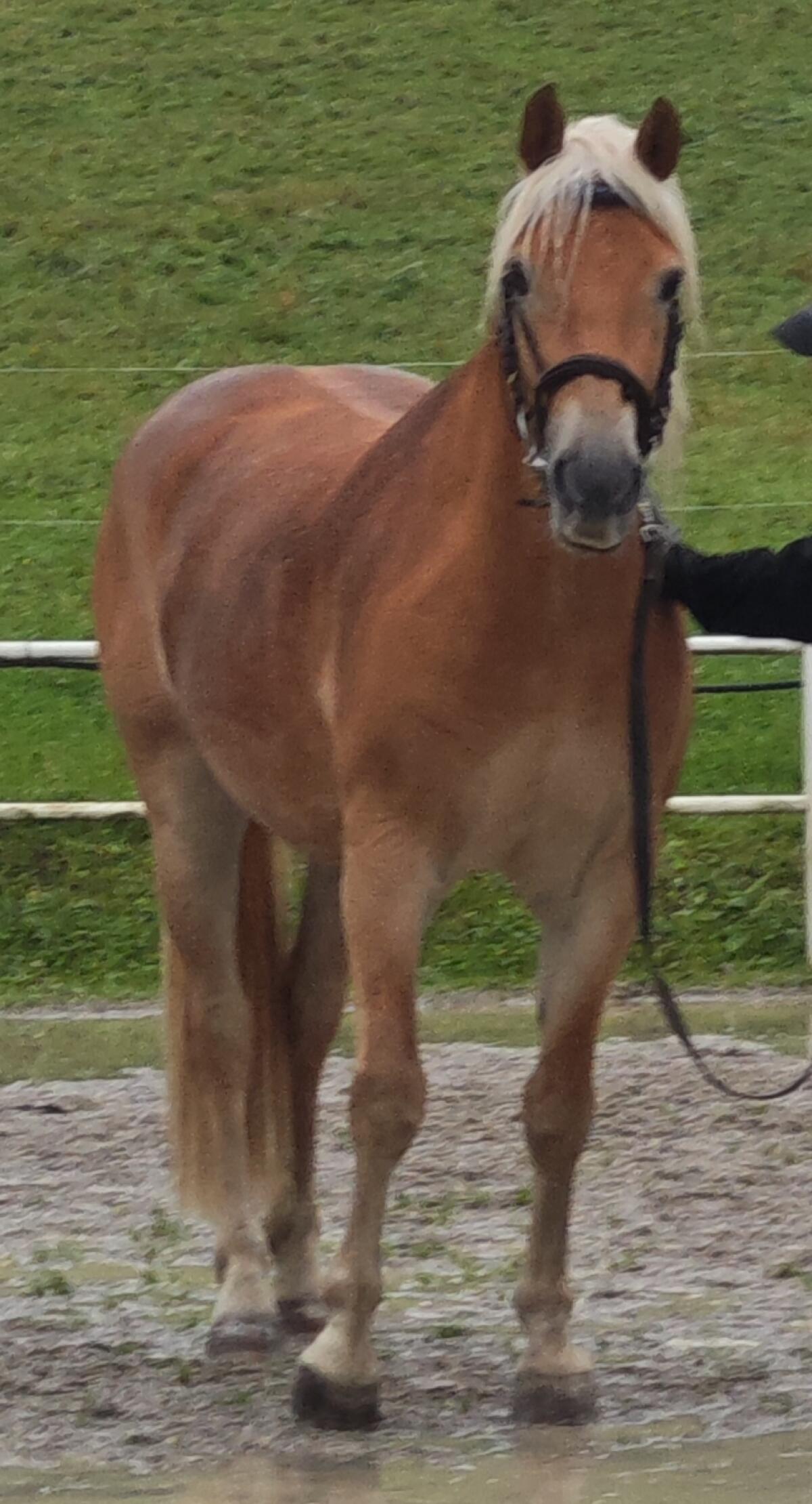 Wunderschöner Haflingerwallach 1