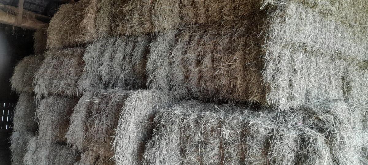 Grummetballen Ernte 2025 2. Schnitt, Heuballen Quaderballen 1