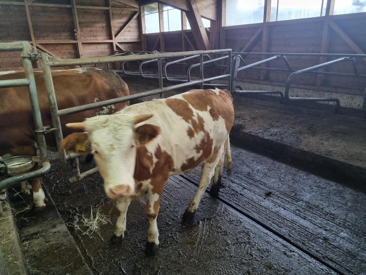 Fleckviehkalbin mit Horn 1