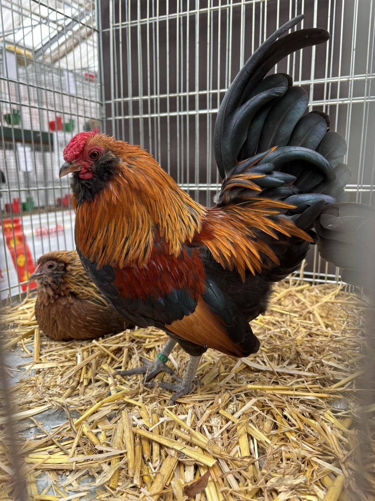 Antwerpener Bartzwerge 2