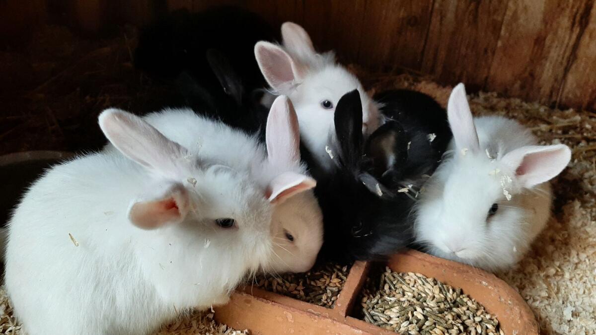 Löwenkopf-Mix Kaninchen 3