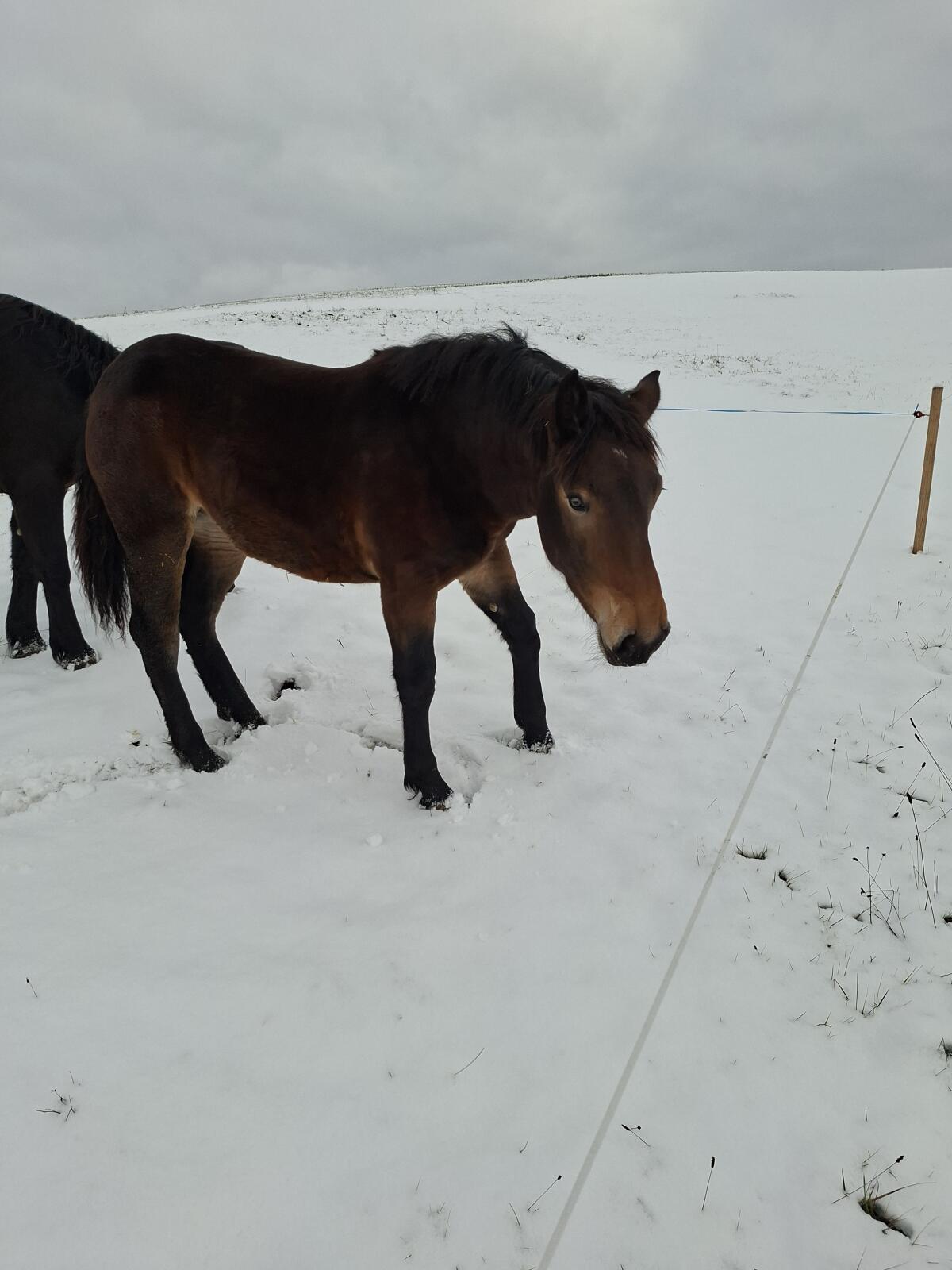 Noriker-Stutenfohlen 2