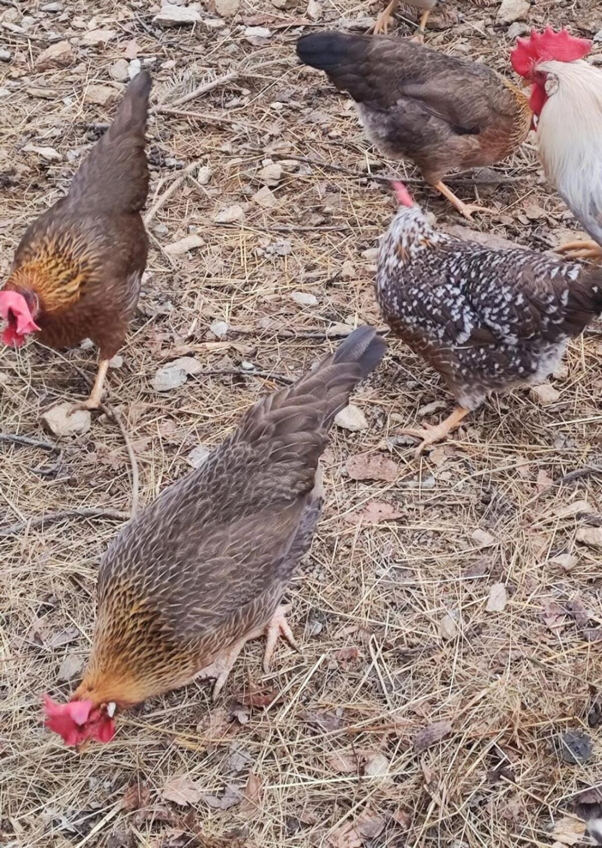 Italiener, Hühner 2