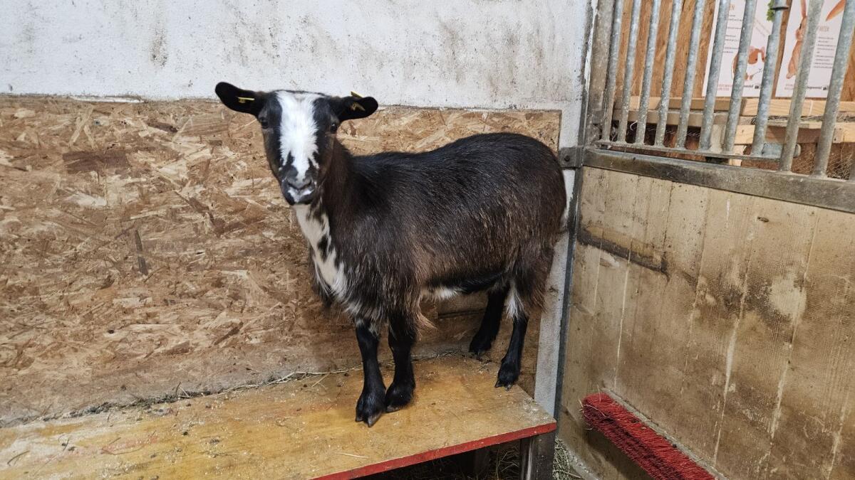 Zwergziege hornlos zu verkaufen 1