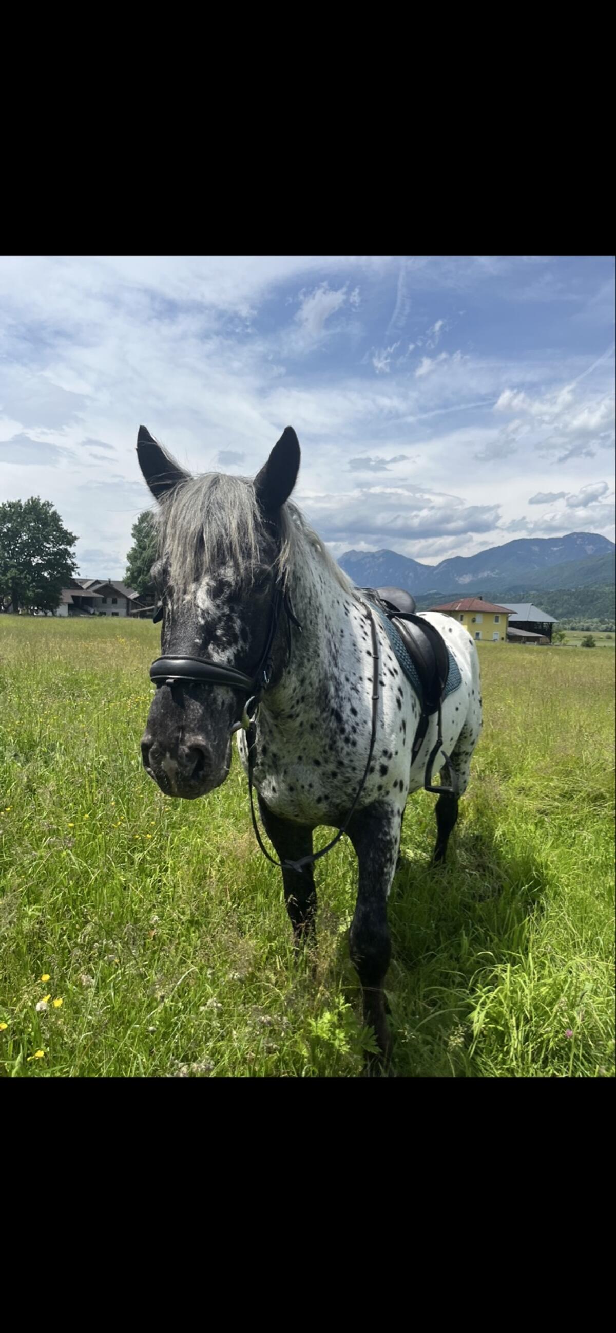 Tigernoriker-Wallach 2