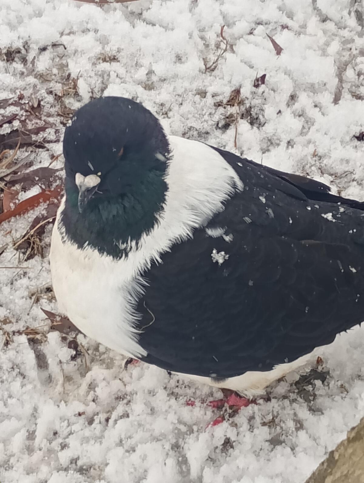 1A Strasser Taube groß 1