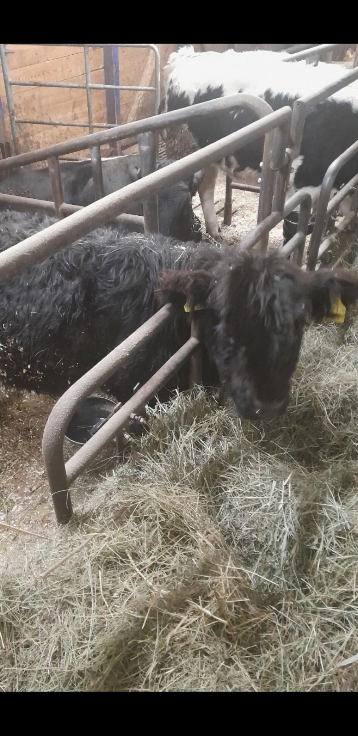 Junger Galloway Stier 1