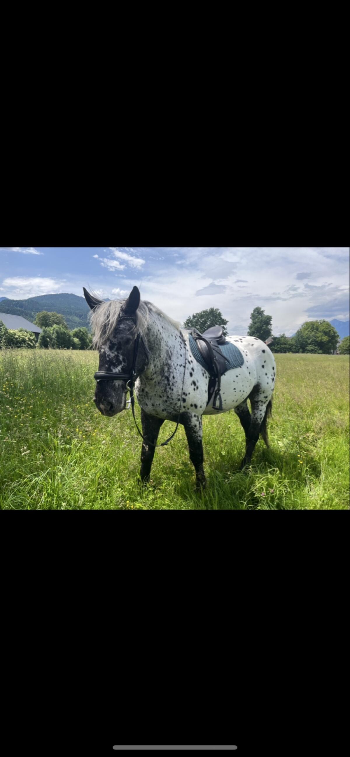 Tigernoriker-Wallach 1