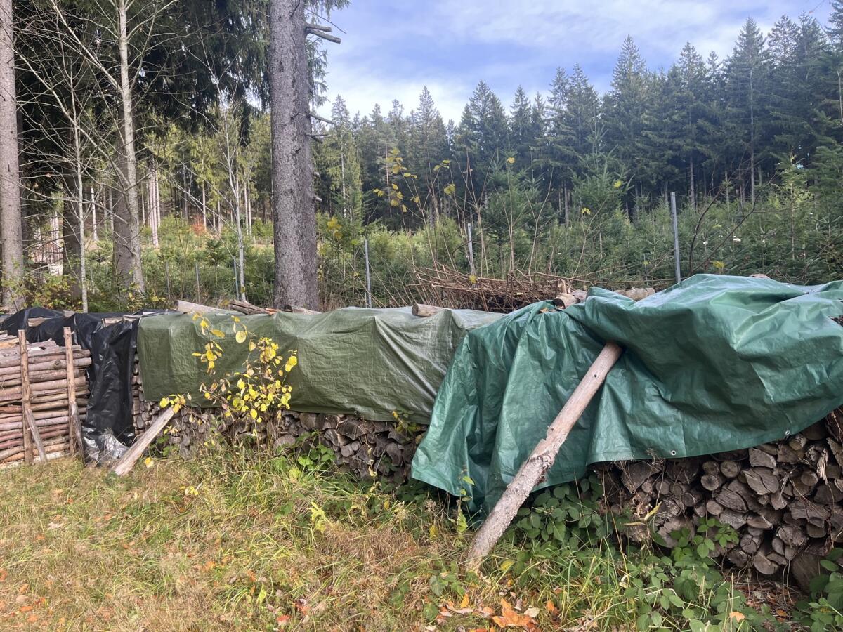 Fichtenbrennholz abzugeben 1