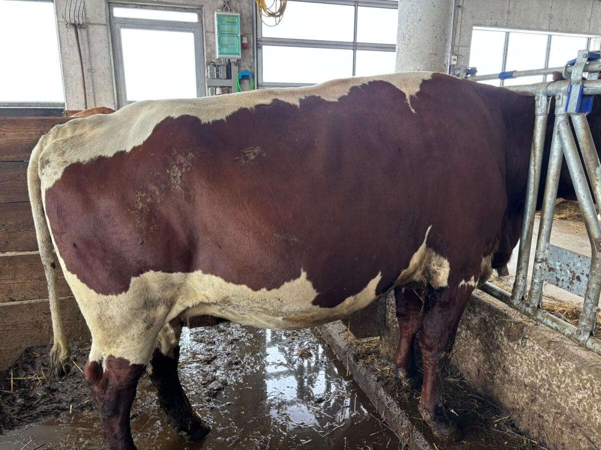 Verkaufe Bio Pinzgauer x RF Kalbin 1