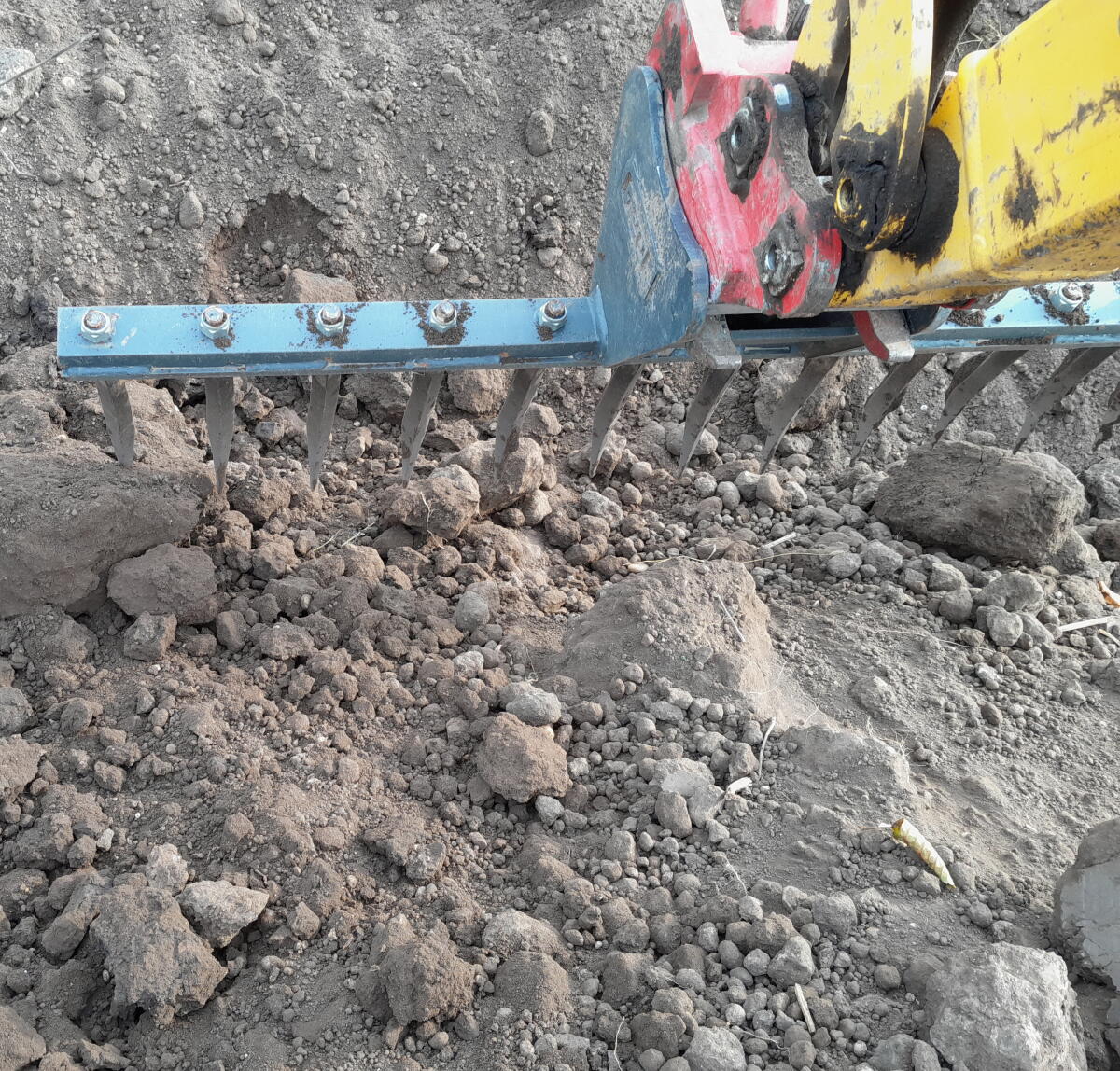 Roderechen Geel, Garten SW010 1