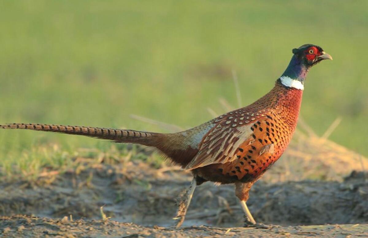 Fasane zu vergeben 1