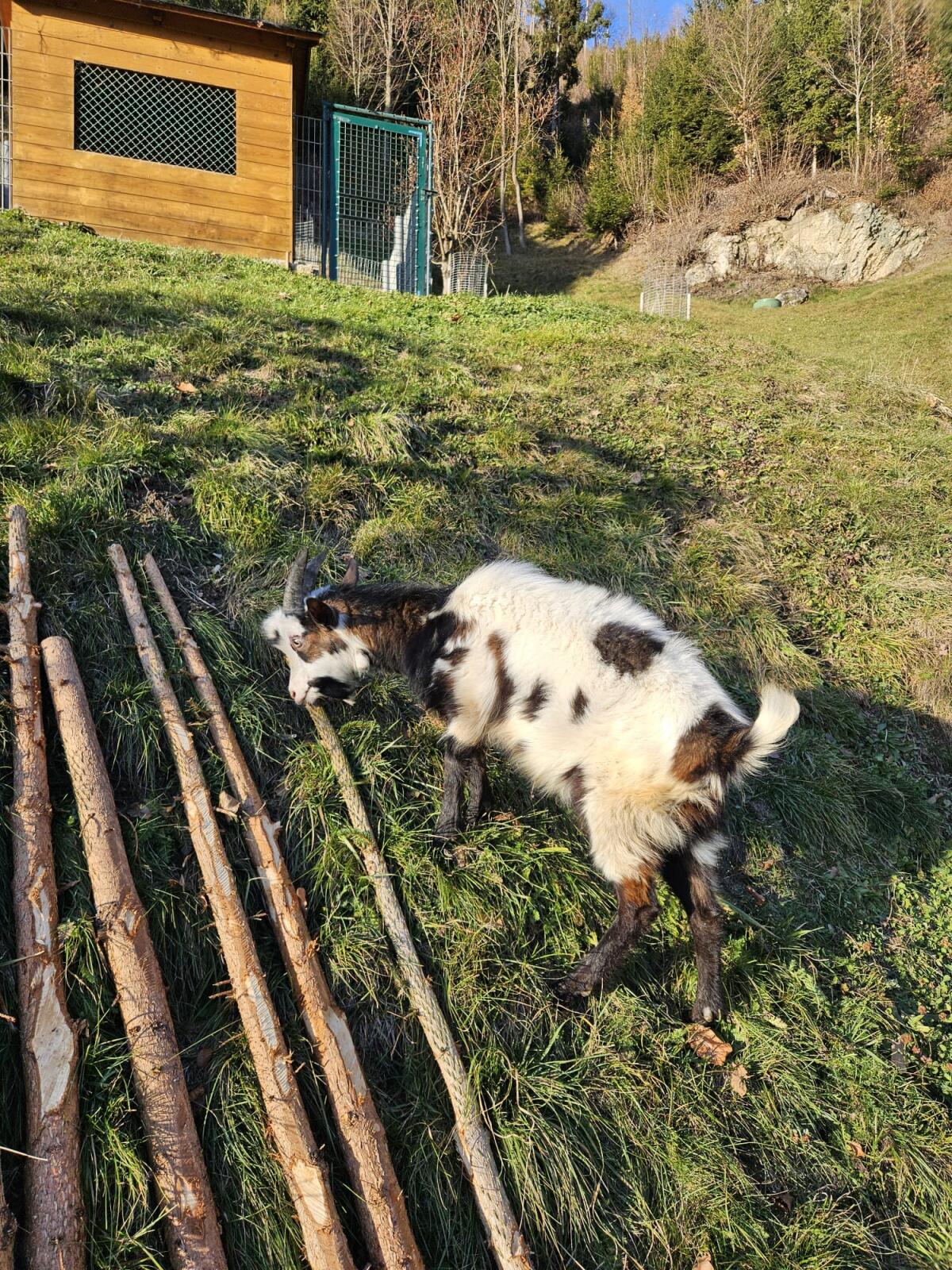 Junger Ziegenbock - Steirische Scheckenziege 1