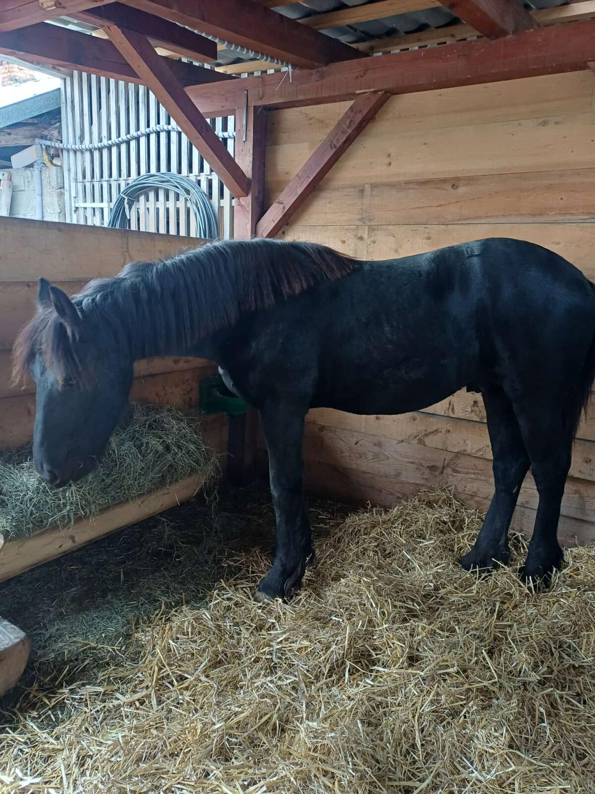 Pferd Friesen Cezar 2