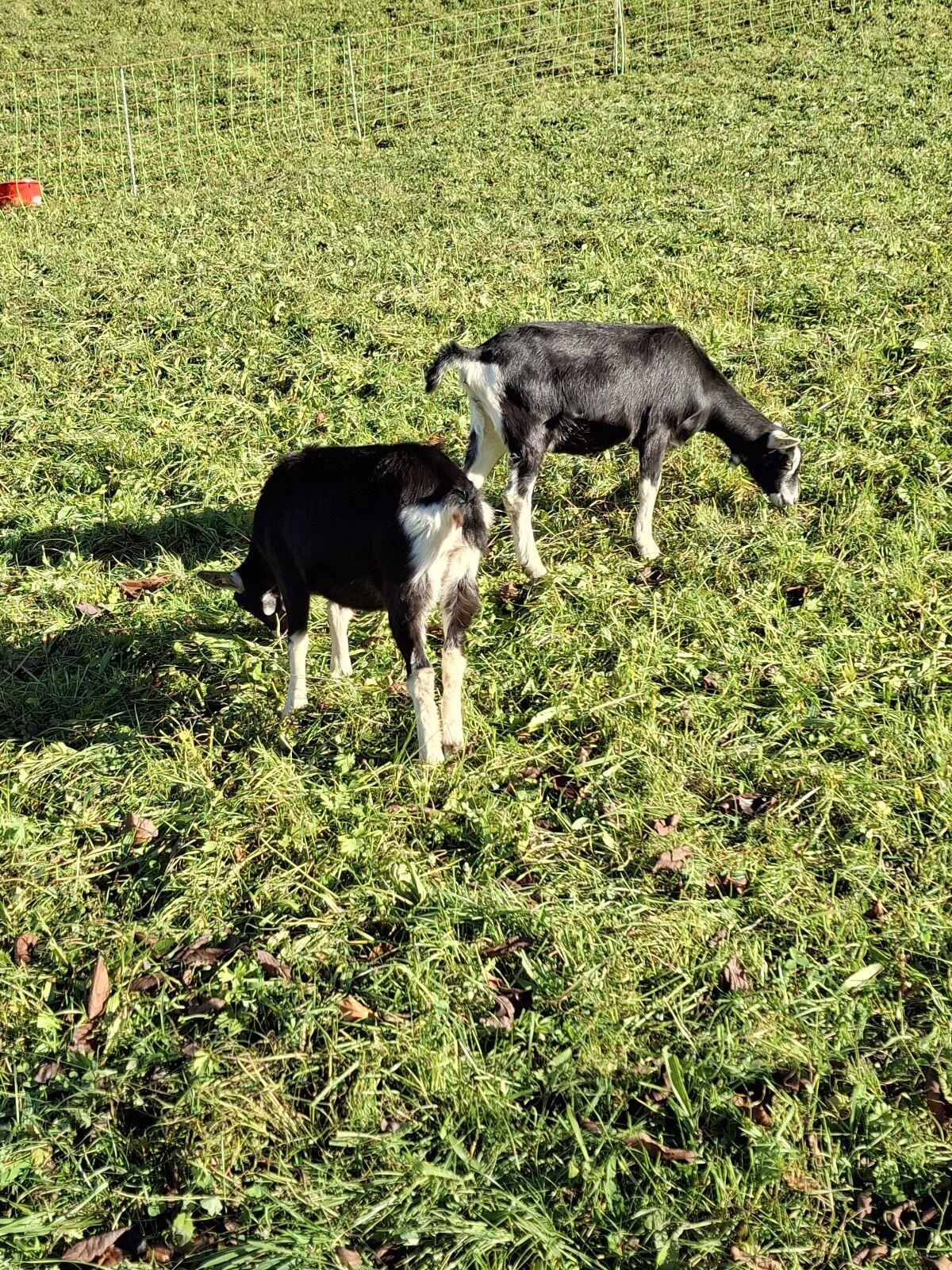 Bündner Strahlenziegen 2