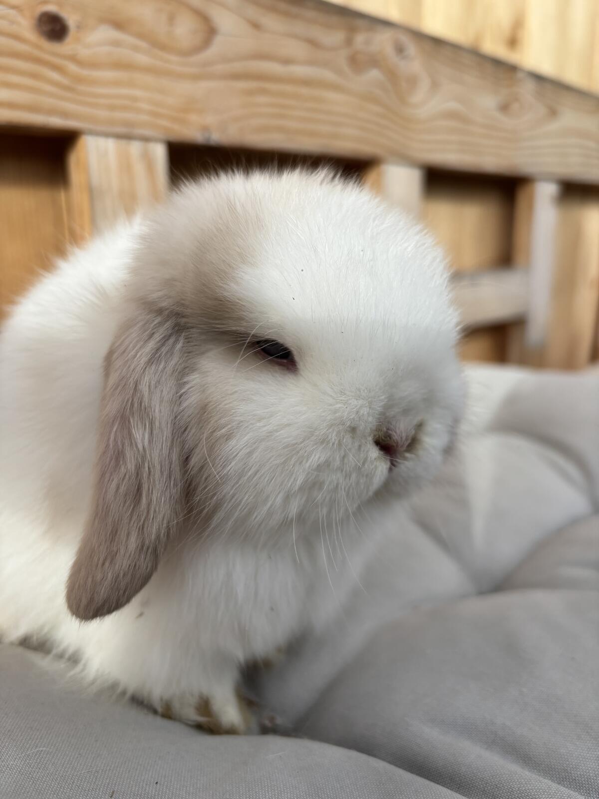 Mini Lop Minilop Bub 1