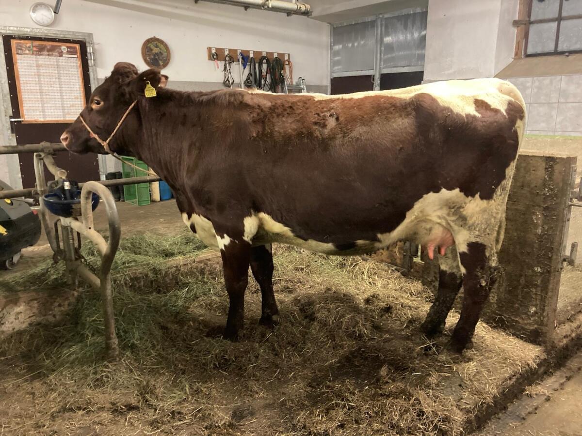 Pinzgauer Jungkuh Bio 1