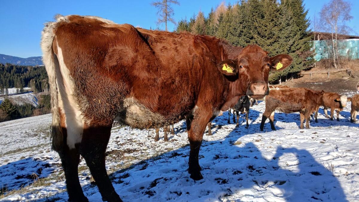Bio Kalbin hochträchtig 2