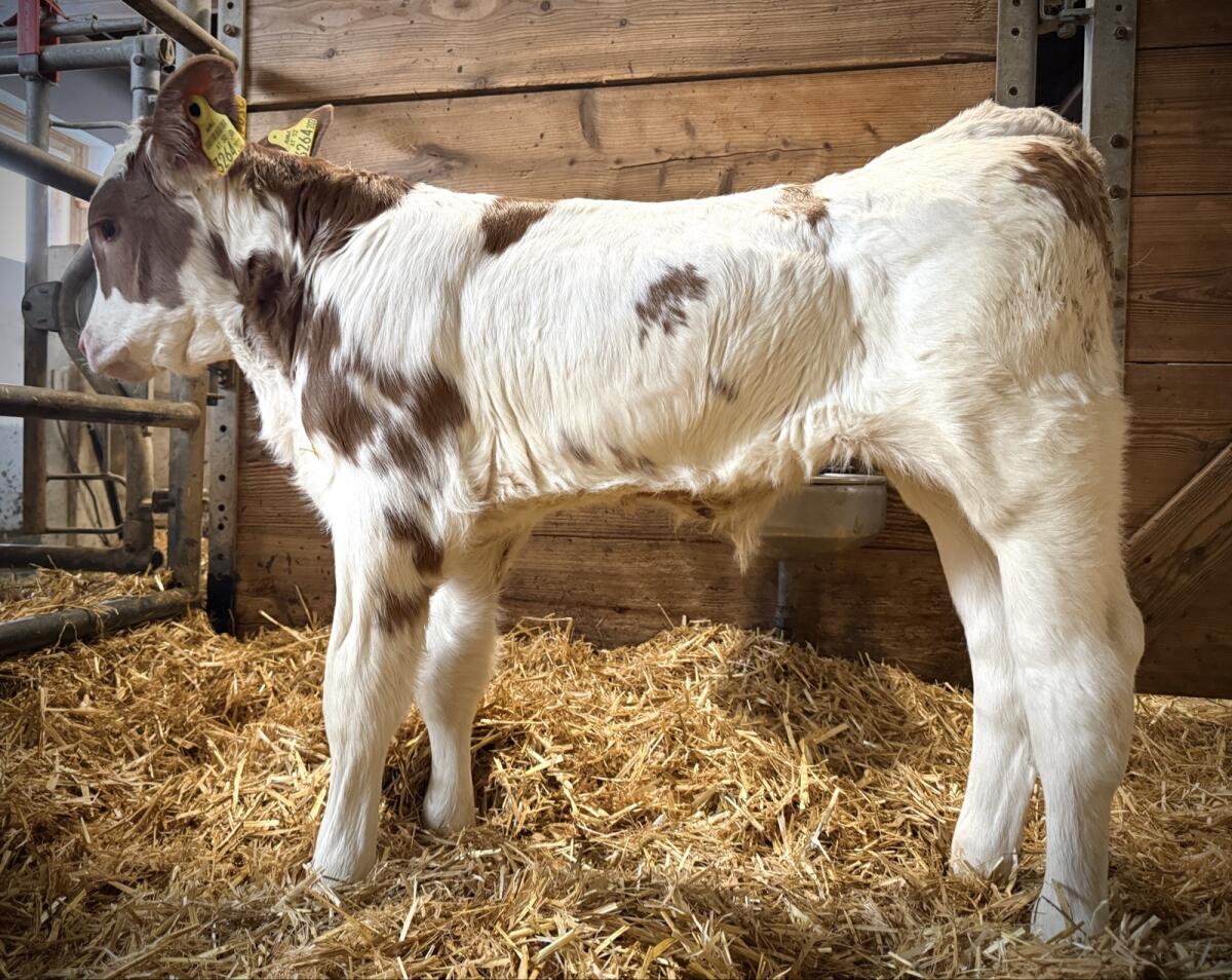 Bio FV Stierkalb (gen. hornlos) 2