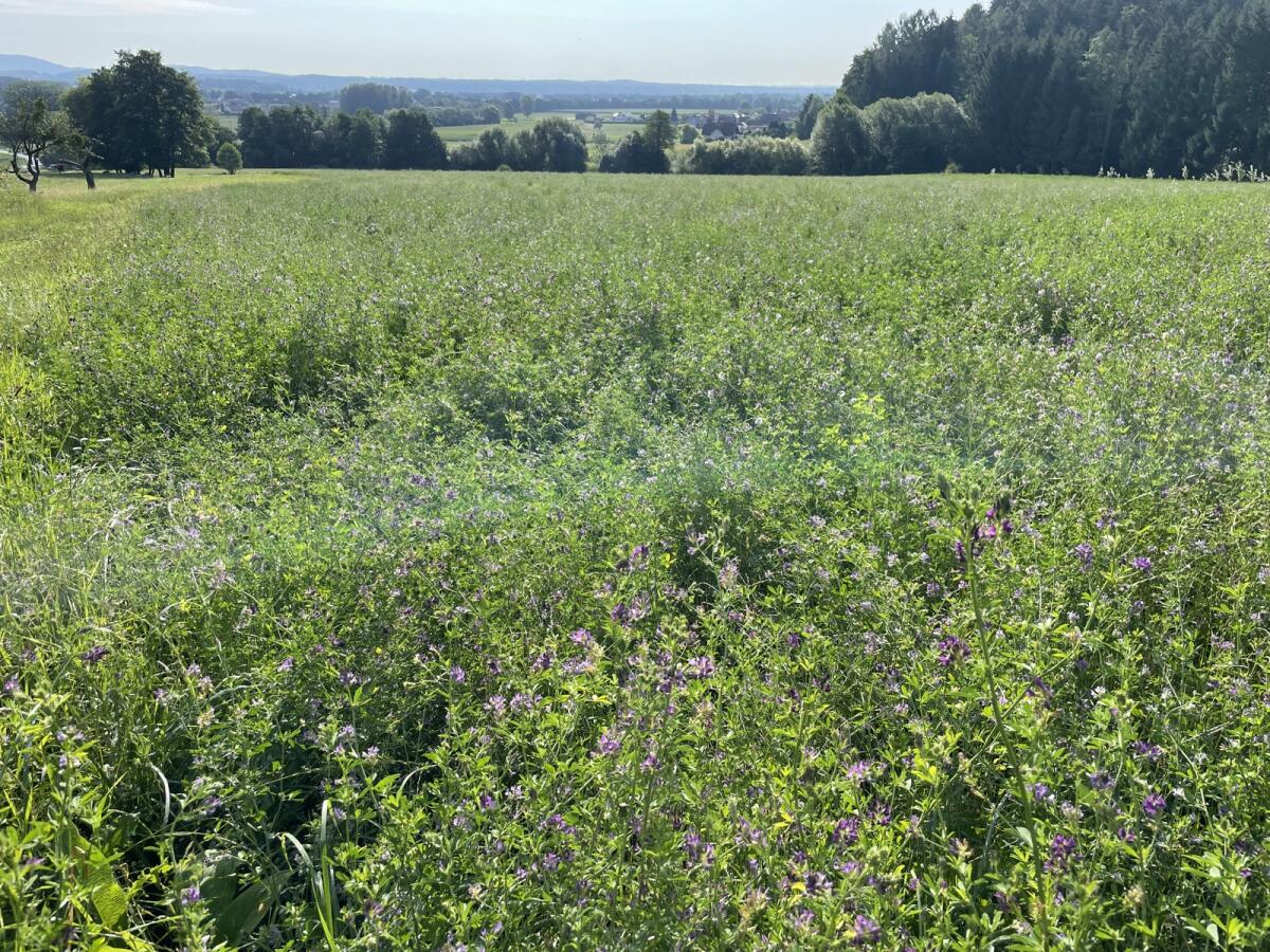 Luzerneheu Warmluftgetrocknet 1