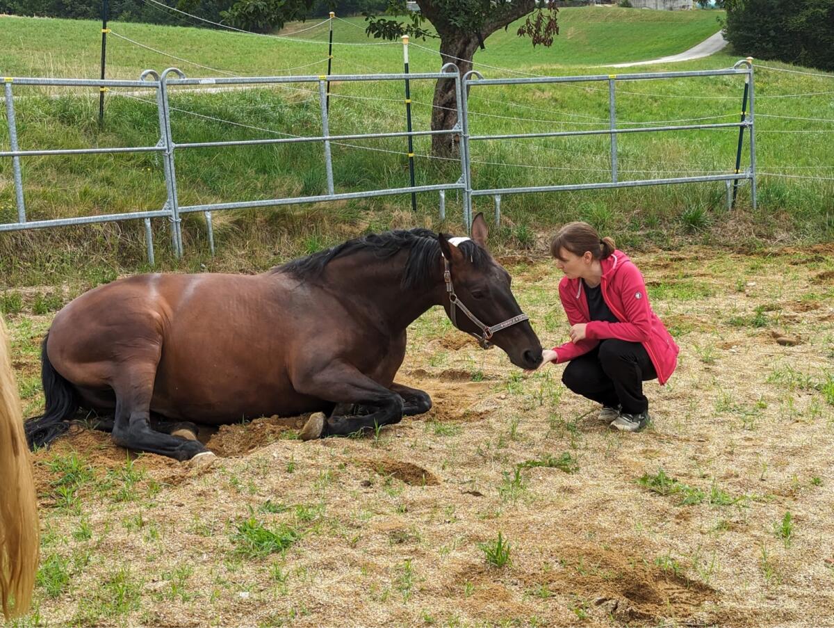 Liebevolle Stute sucht neues Zuhause 2