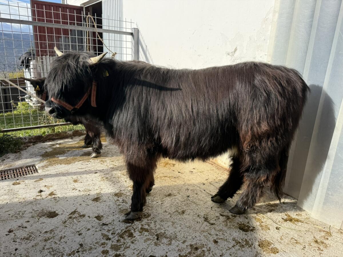 Hochlandrind Kalbinnen 1