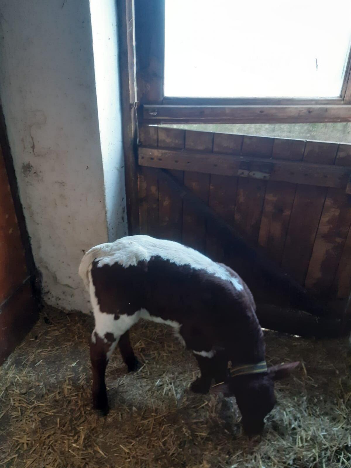 BIO Pinzgauer Kalb weiblich 2