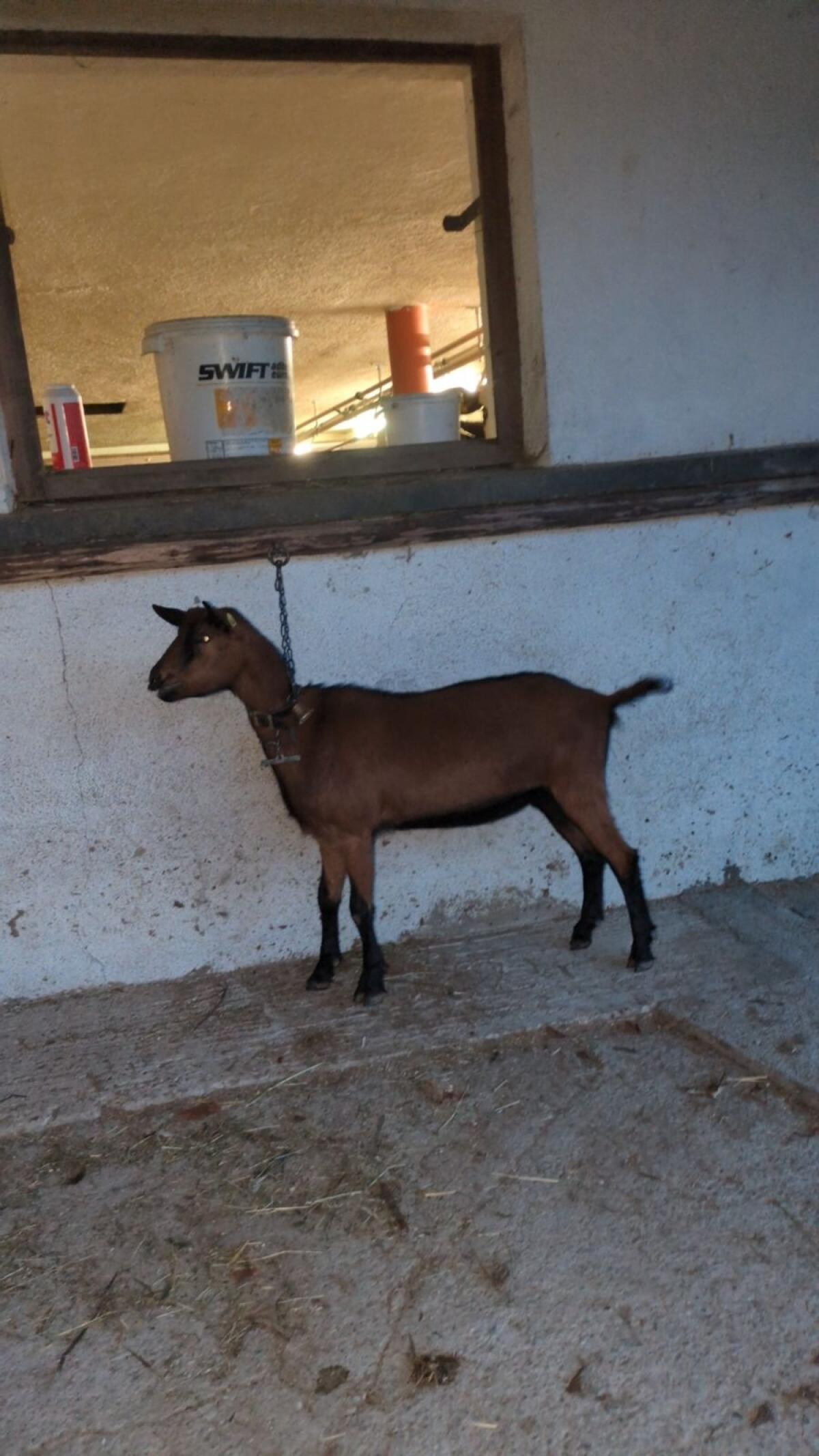 Trächtige GGZ Jungziege 2