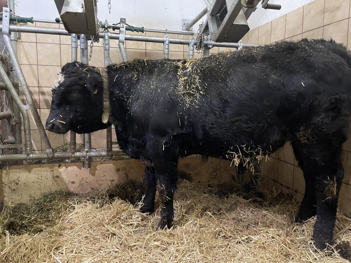 Stier Bio zu verkaufen! 3