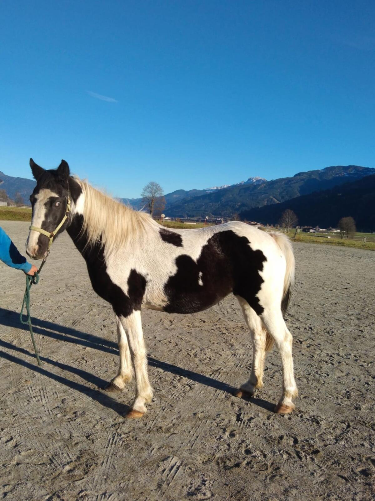 Pinto Stute 'Melissa' 1