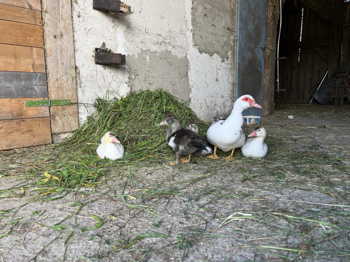 Warzenenten männliche/weibliche abzugeben 1