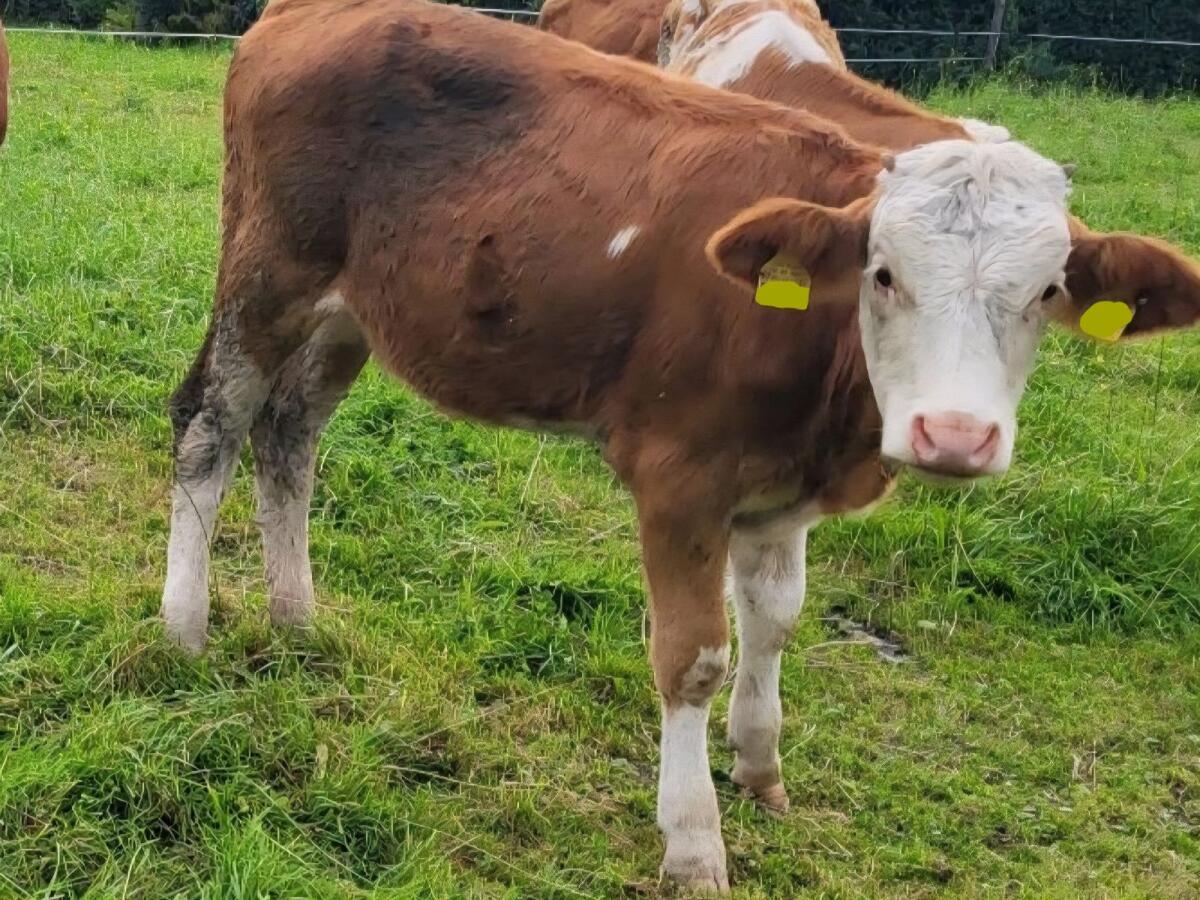 Suche 2 Fleckvieh oder Pinzgauer Absetzer Fresser 1