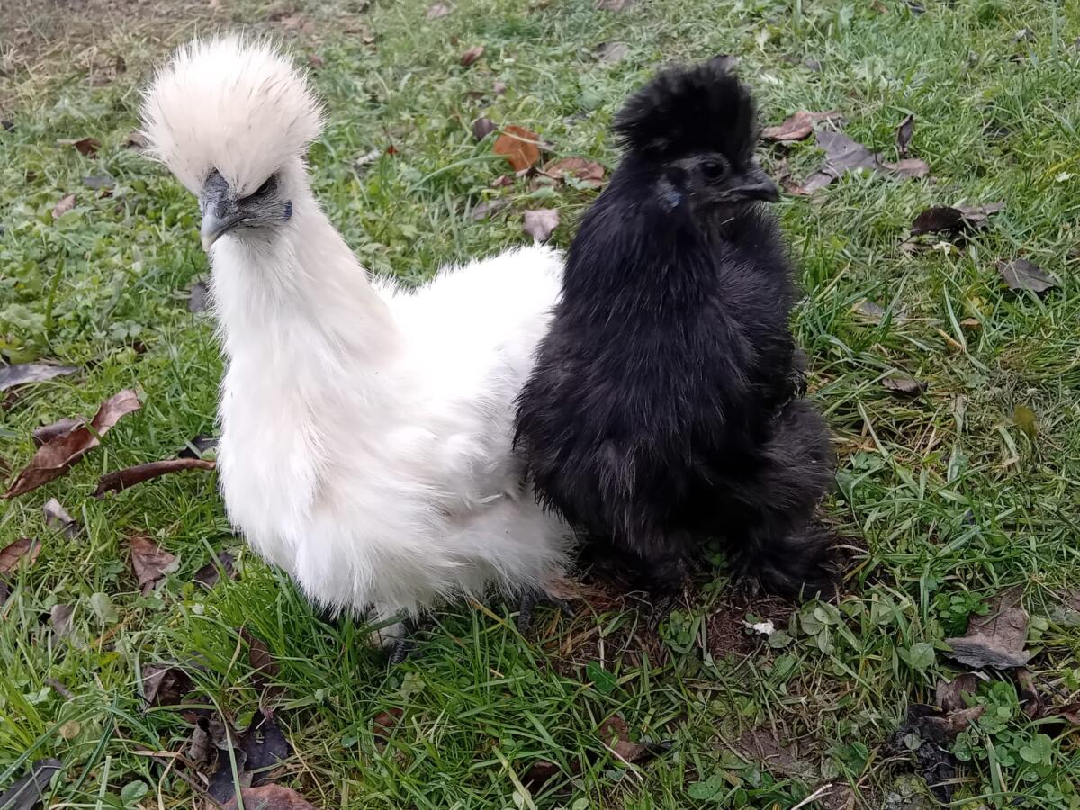 Seidenhühner Pärchen 1