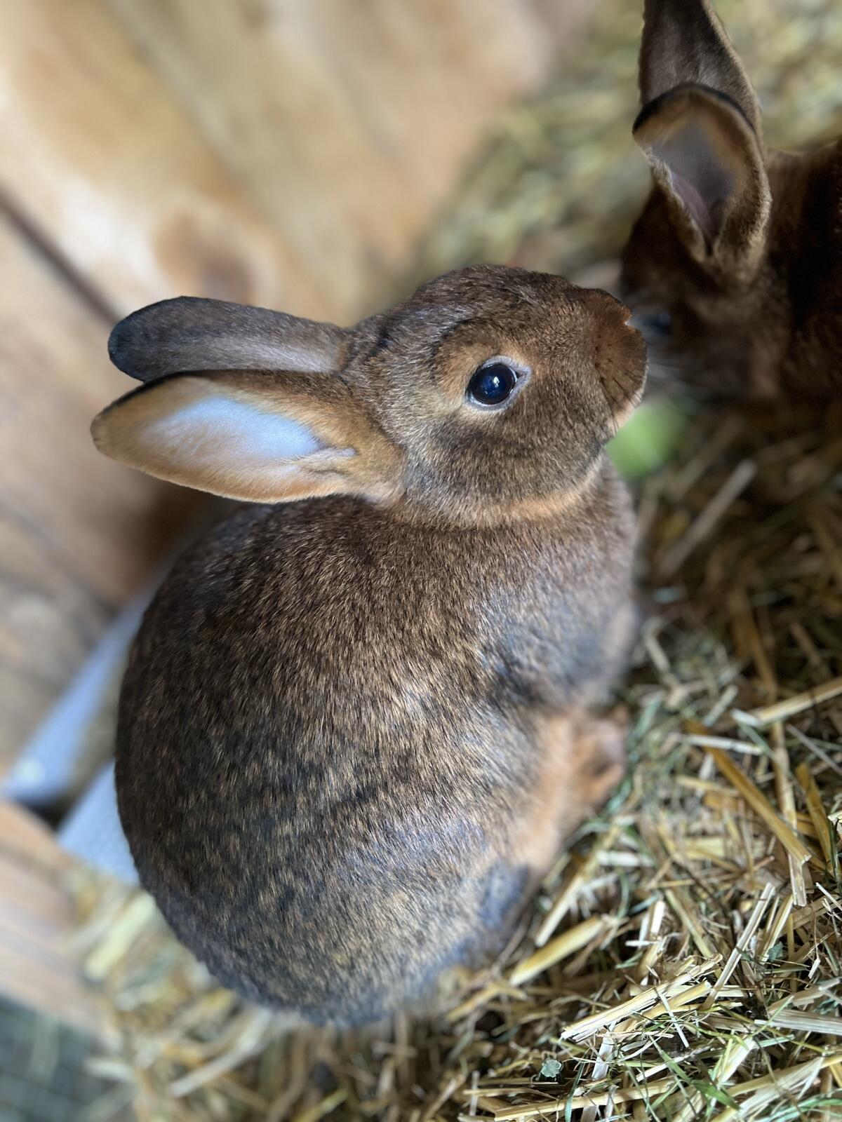 Deilenaar Kaninchen 1