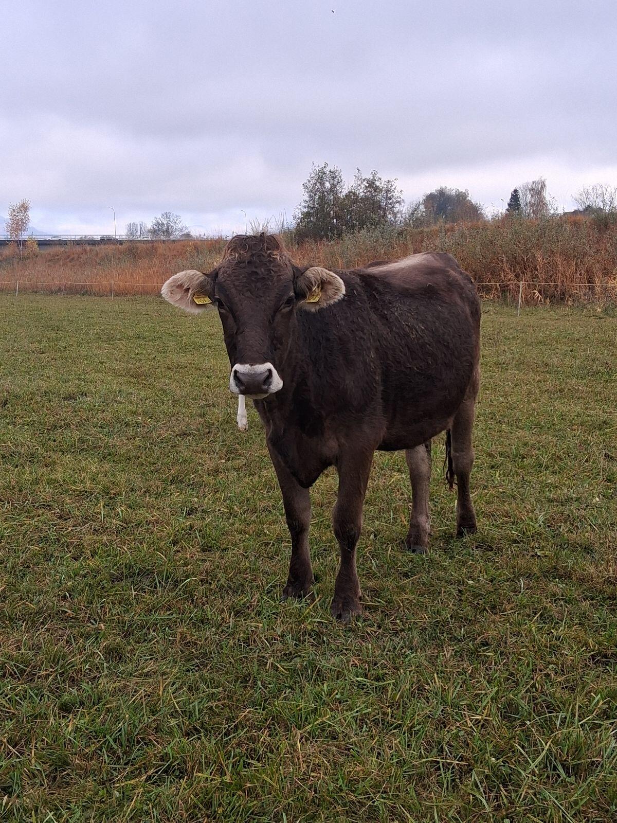 Braunviehkalbin 1