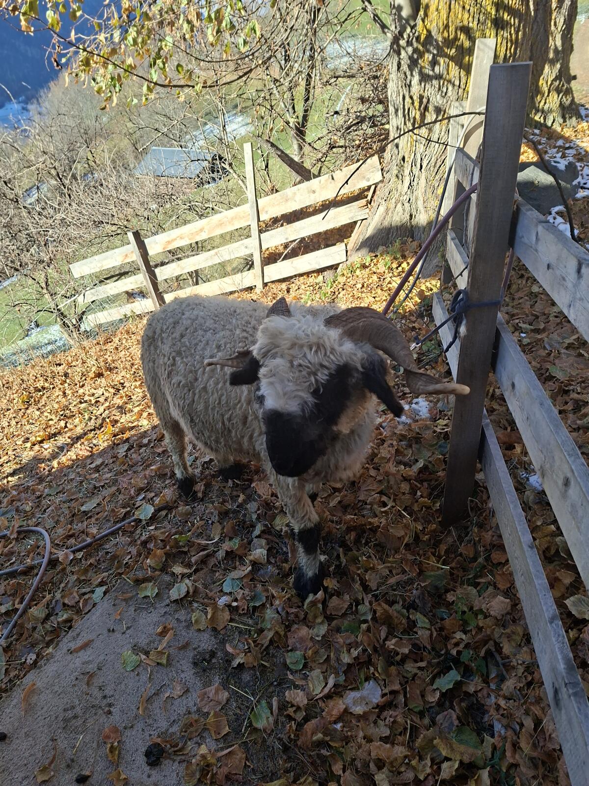 Verkaufe Walliser HB Schaf mit Lamm 3