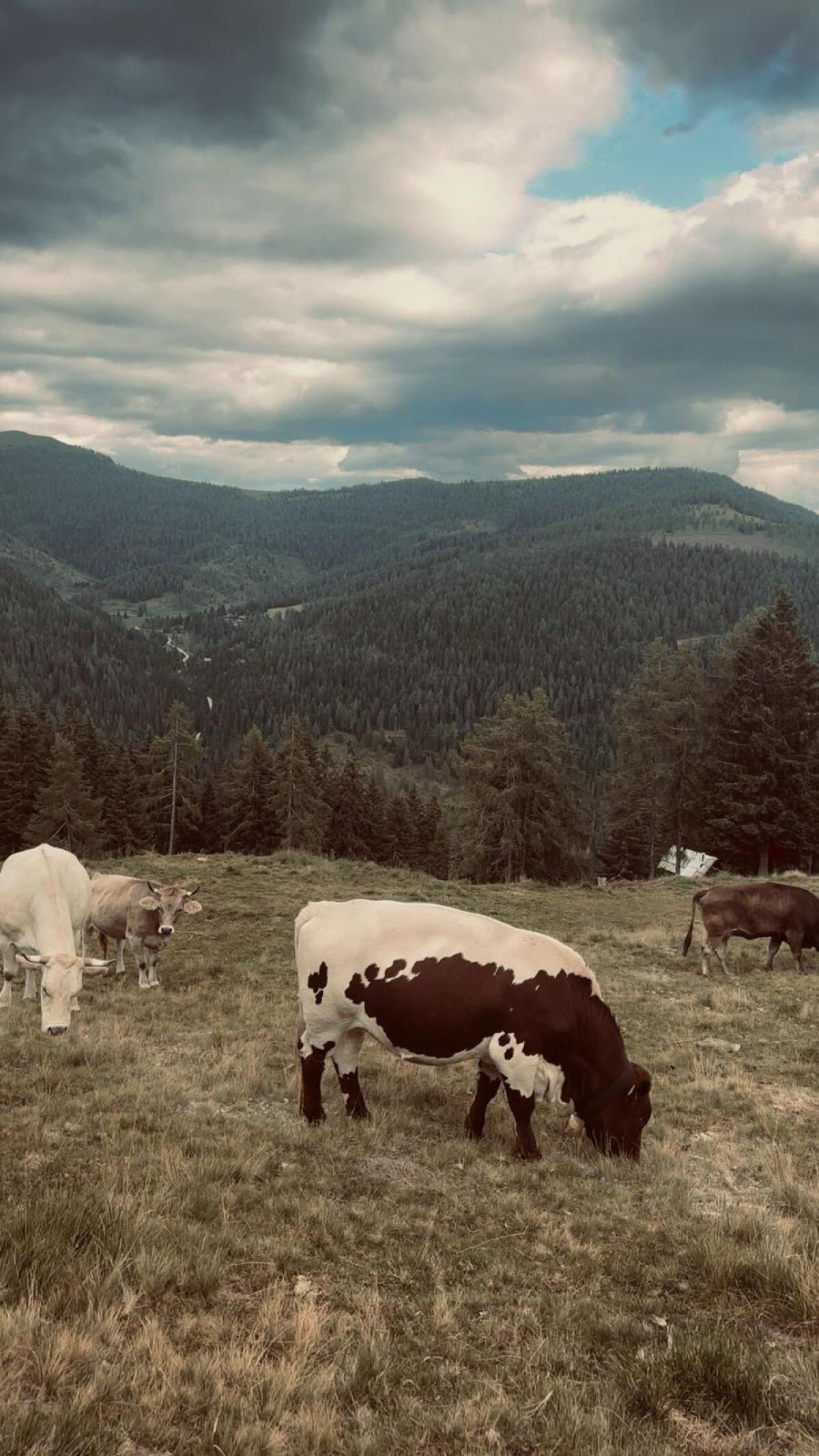 Reinrassige Pinzgauer 3