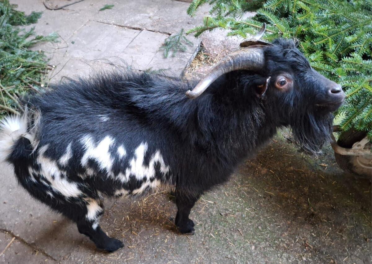 Zwergziege zu verschenken 1