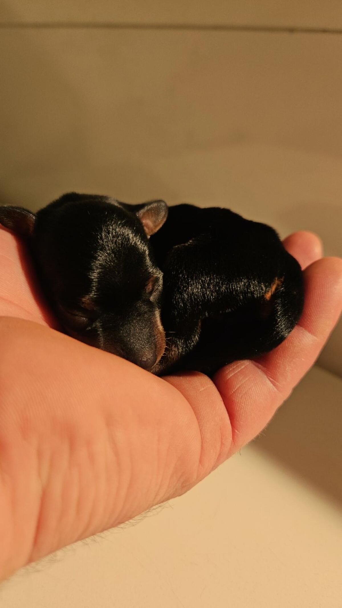 Zwergpinscher Welpen 3