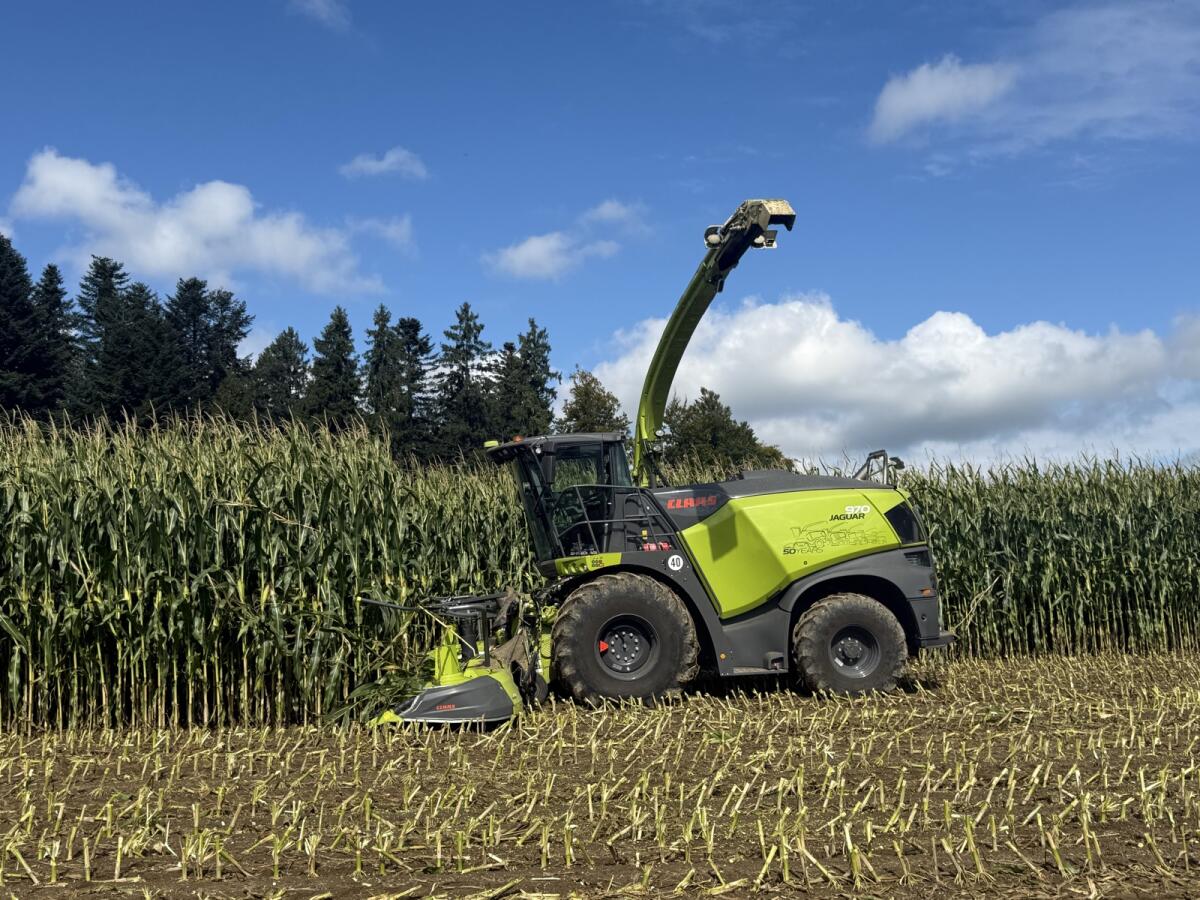 Maisballen zu verkaufen 3