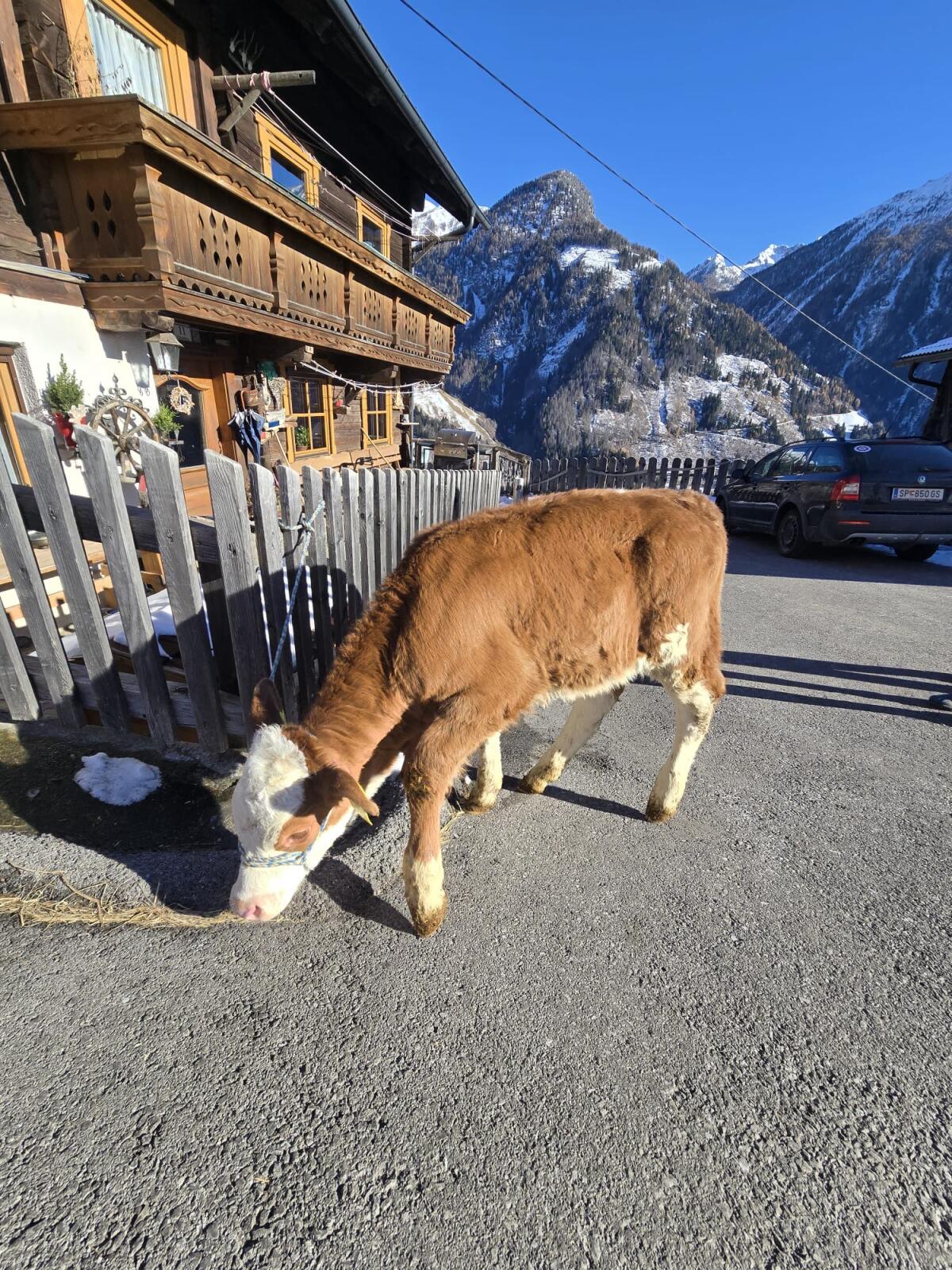 Zuchtkalb BIO Geb. 20.10.2025 1