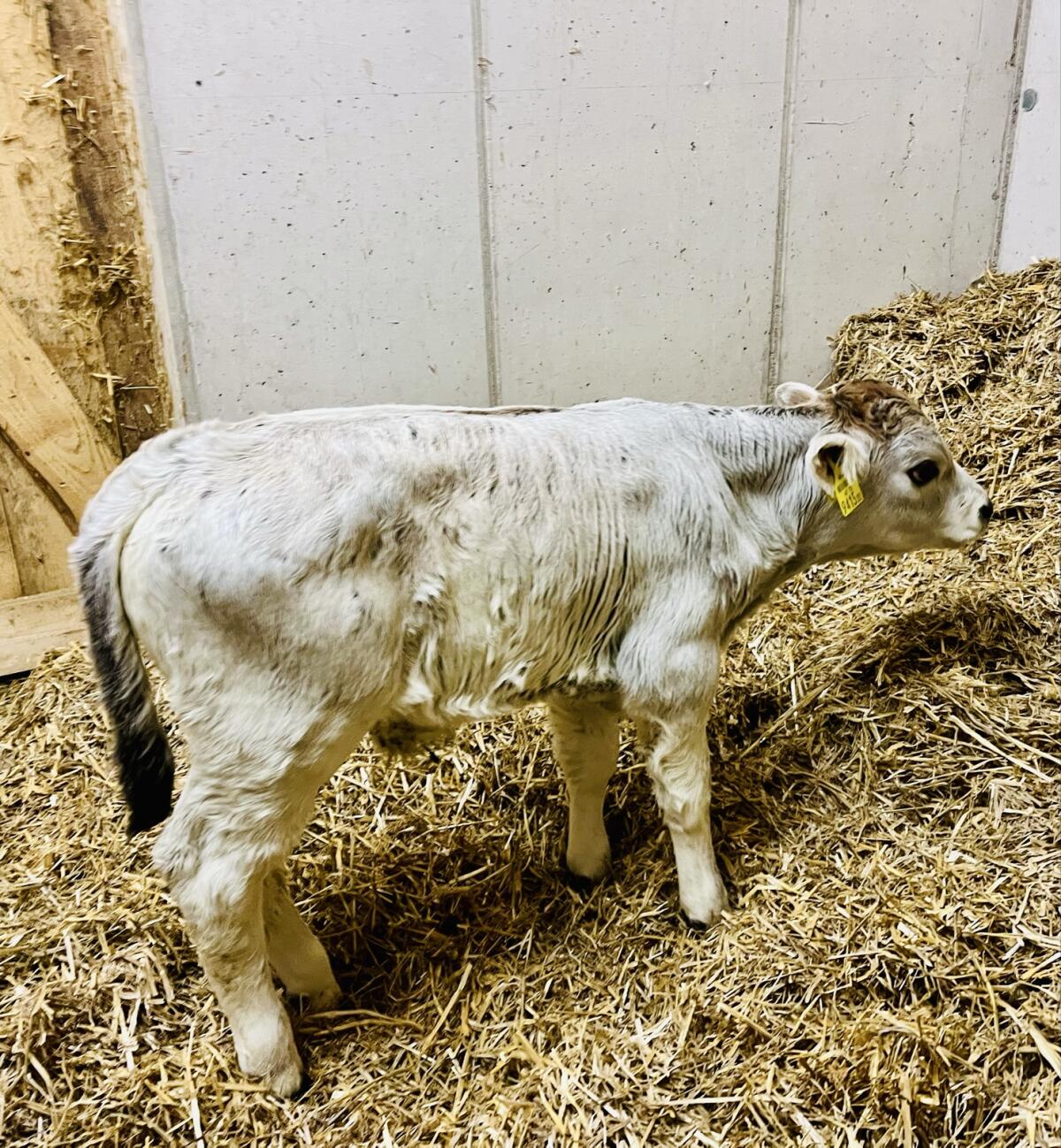 Tiroler Grauvieh Stierkalb 2