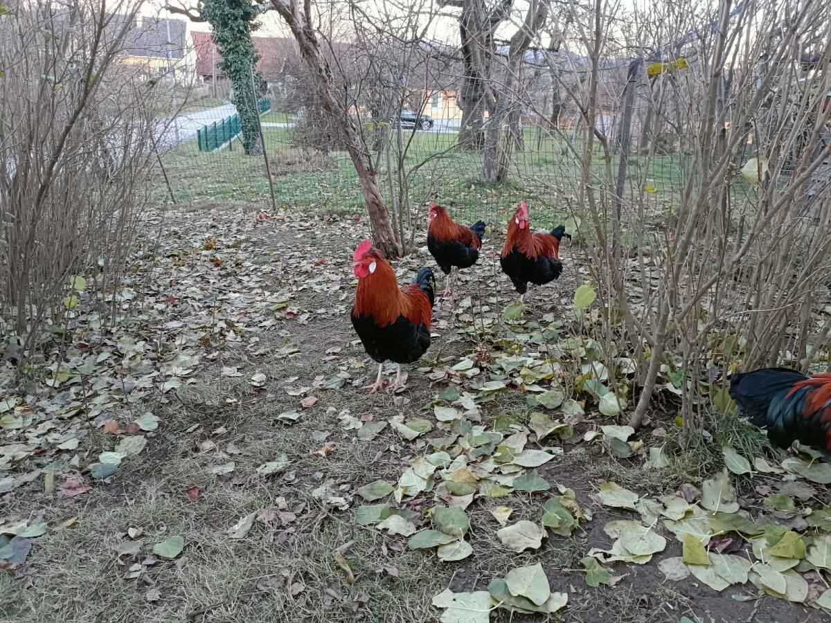 Altsteirer-Sulmtaler Hähne 2