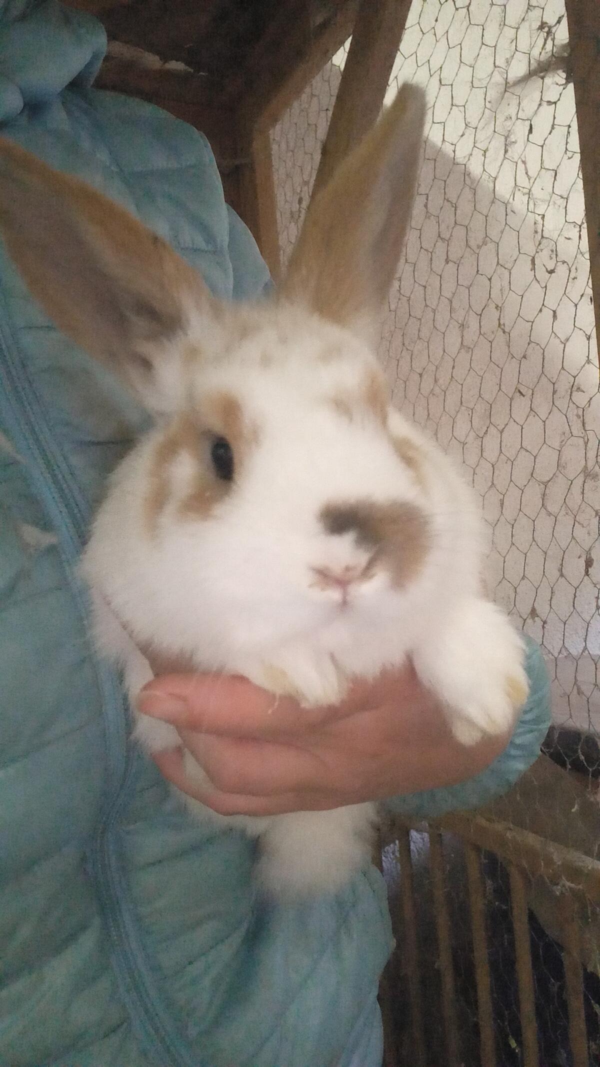 Junge Zwergkaninchen Zwergwidder Mischlinge 1