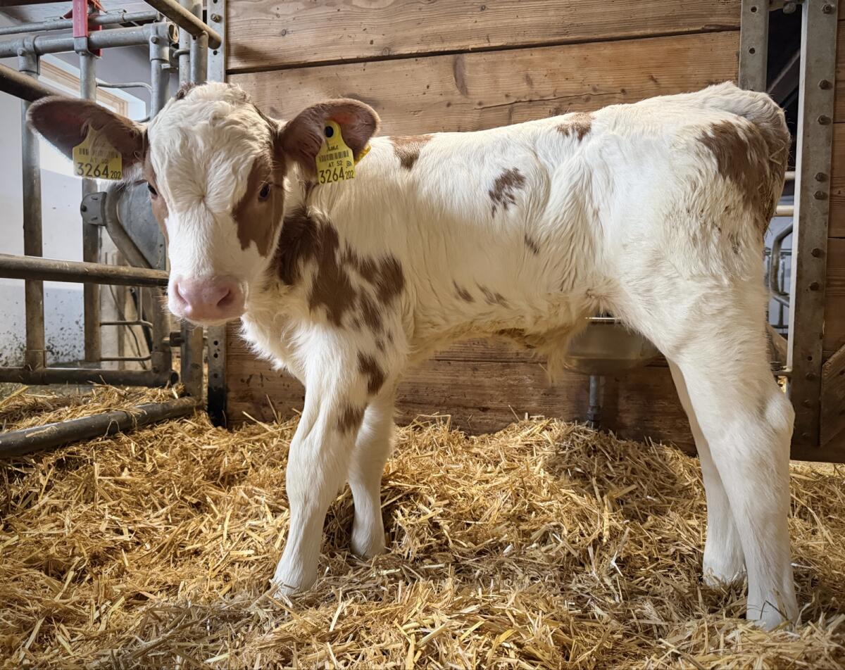 Bio FV Stierkalb (gen. hornlos) 3